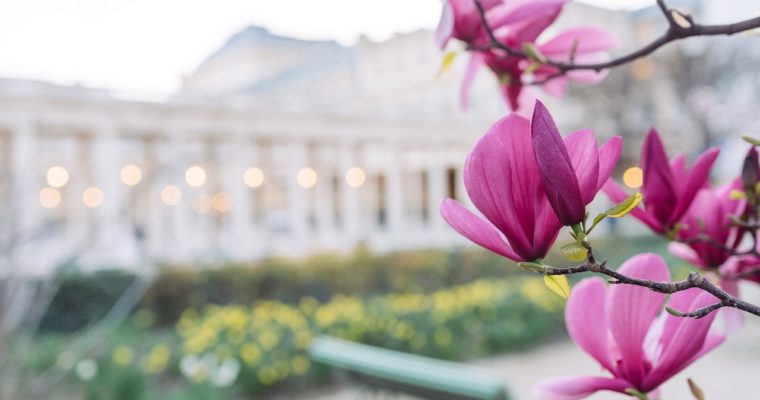 <b>Stupeur et tremblement au Conseil constitutionnel : un départ et des questions </b> </br> </br> Par Samy Benzina